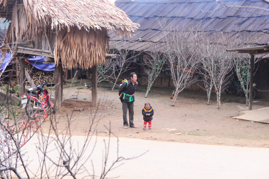 Thời điểm này, bà con đã chặt đào từ trên rẫy đem về dựng trước nhà để bán cho khách dưới xuôi lên