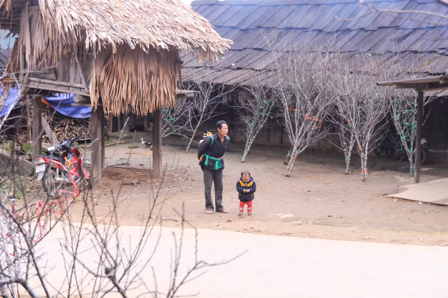 Thời điểm này, bà con đã chặt đào từ trên rẫy đem về dựng trước nhà để bán cho khách dưới xuôi lên