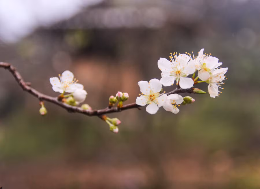 Các bản làng người Mông cũng trồng nhiều mận