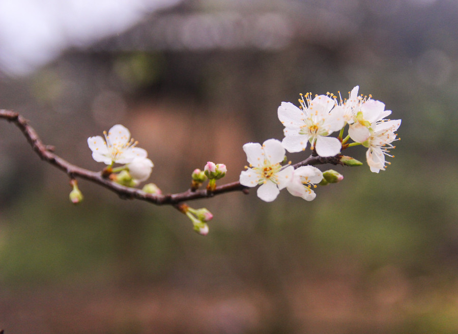 Các bản làng người Mông cũng trồng nhiều mận