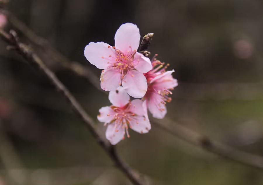 Hoa đào ở vùng cao xứ Nghệ có đặc điểm ít cánh, nhưng nở đỏ thắm