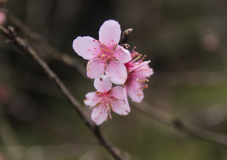 Hoa đào ở vùng cao xứ Nghệ có đặc điểm ít cánh, nhưng nở đỏ thắm