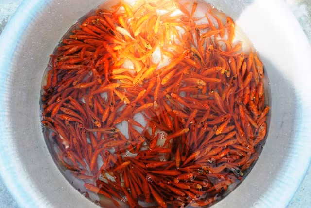 Thanh Hóa: Tất bật ở làng cá chép đỏ trước ngày ông Táo chầu trời