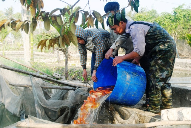 Bà con làng Tân Cổ, Bái Trúc thu hoạch cá chép đỏ