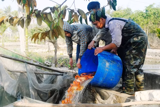 Bà con làng Tân Cổ, Bái Trúc thu hoạch cá chép đỏ