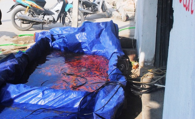 Cá được đưa lên bờ và nhốt vào dụng cụ trữ nước để bán cho thương lái.