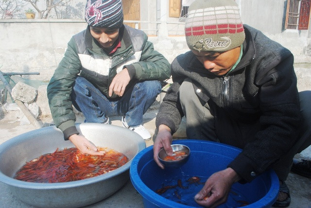 Tùy vào thỏa thuận giữ người mua và bán, nếu không mua theo cân thì cá chép đỏ được tính theo con.