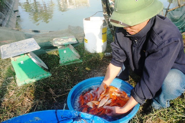 Thương lái đến chọn cá chép đỏ ở làng Tân Cổ, Bái Trúc thuộc thị trấn Tân Phong (huyện Quảng Xương, Thanh Hóa).