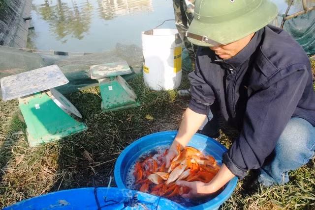 Thương lái đến chọn cá chép đỏ ở làng Tân Cổ, Bái Trúc thuộc thị trấn Tân Phong (huyện Quảng Xương, Thanh Hóa).