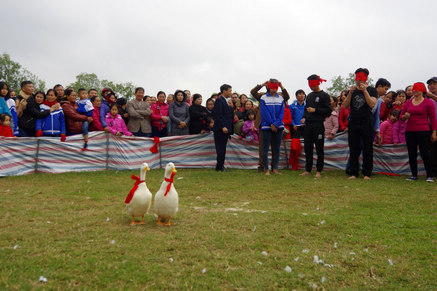Mỗi lần chơi sẽ có 2 con vịt được mang vào "sới" , buộc nơ đỏ chuẩn bị đuổi bắt.