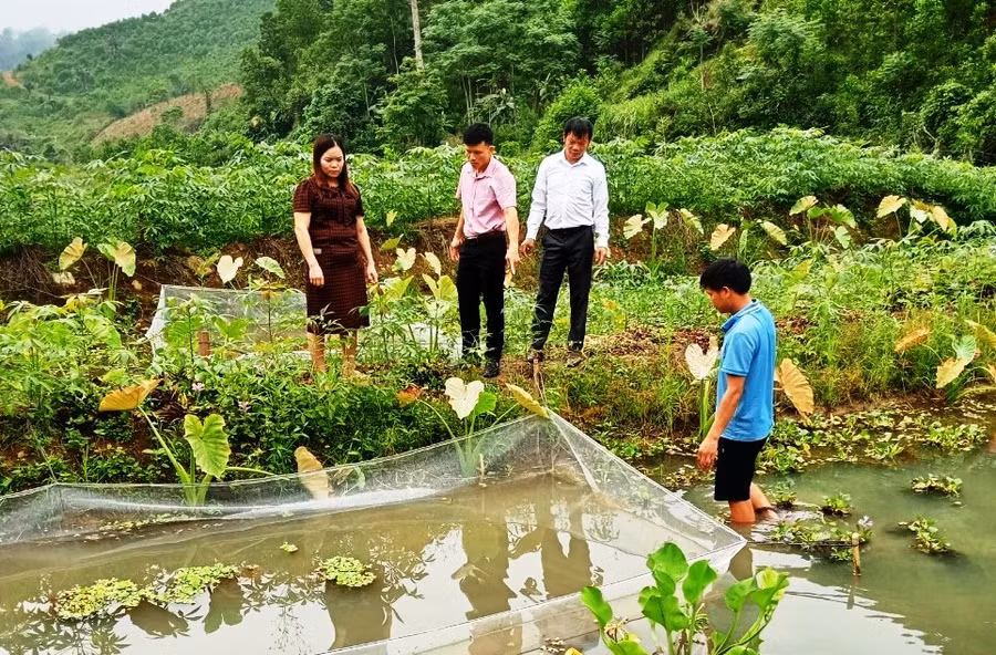 Lãnh đạo xã Bát Mọt, huyện Thường Xuân (Thanh Hóa) đi thăm và hướng dẫn người dân địa phương chăm sóc ốc nhồi thương phẩm. (Ảnh: V.Th)