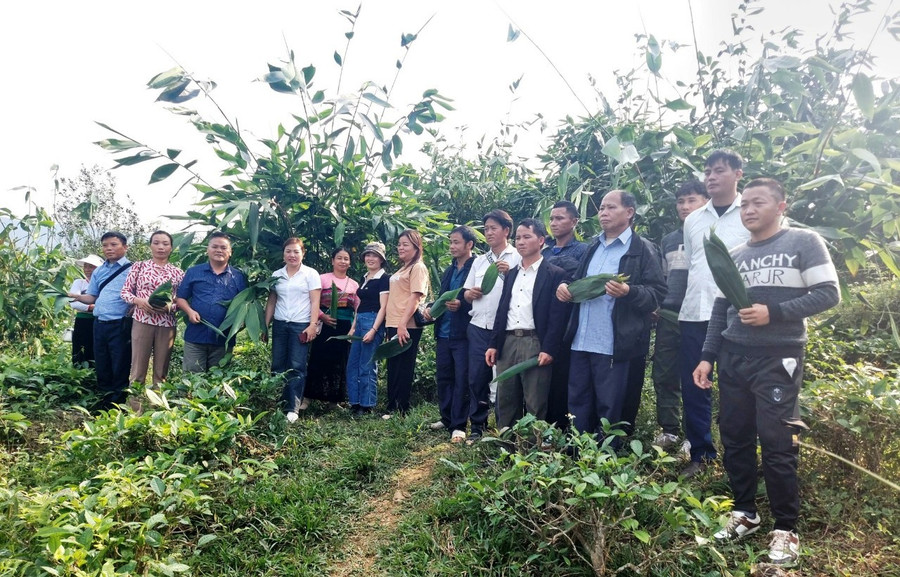 Người dân ở xã Mường Lý được đi tham quan mô hình trồng cây lá giang xuất khẩu ở tỉnh Hà Giang. (Ảnh: Văn Tùng) Người dân ở xã Mường Lý được đi tham quan mô hình trồng cây lá giang xuất khẩu ở tỉnh Hà Giang. (Ảnh: Văn Tùng)