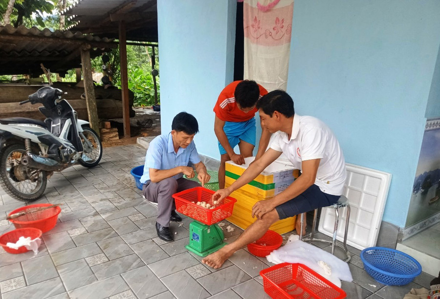 Ông Lê Văn Thiện - Chủ tịch UBND xã Bát Mọt (áo xanh) hướng dẫn người dân cách ấp trứng ốc nhồi. (Ảnh: V.Th) Ông Lê Văn Thiện - Chủ tịch UBND xã Bát Mọt (áo xanh) hướng dẫn người dân cách ấp trứng ốc nhồi. (Ảnh: V.Th)