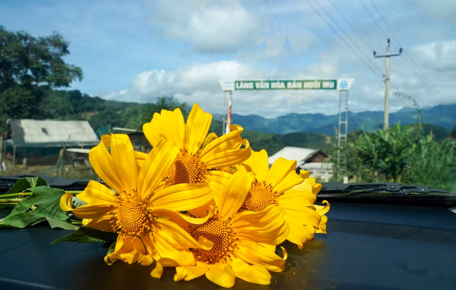 Dã quỳ ở vùng cao xứ Nghệ gắn với các bản làng của người Khơ Mú, người Mông. Những bông hoa rực rỡ được đem lên xe du khách trong chuyến hành trình khám phá tây Nghệ.