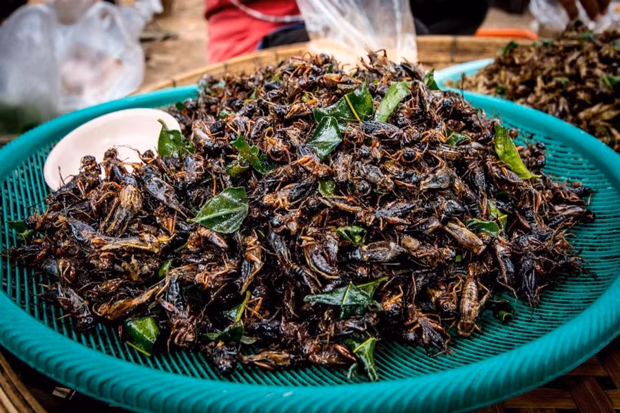 Trong các món đặc sản Campuchia, món ăn khiến nhiều du khách sợ hãi nhất nhưng lại tò mò nhất là các món chế biến từ côn trùng.