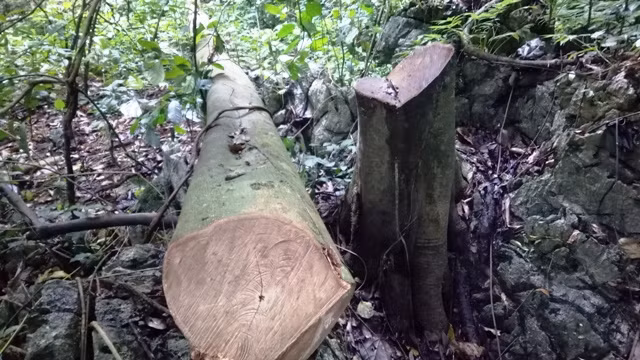 Gỗ rừng ở xã Điền Thượng (Bá Thước) bị đốn hạ trái phép.