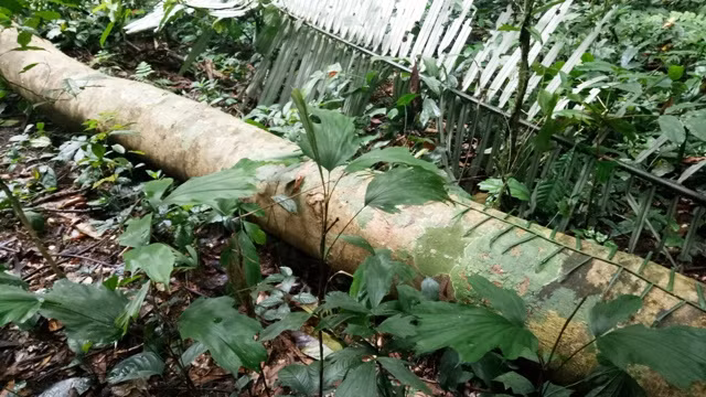 Gỗ bị "lâm tặc" chặt hạ chưa kịp đưa ra khỏi rừng