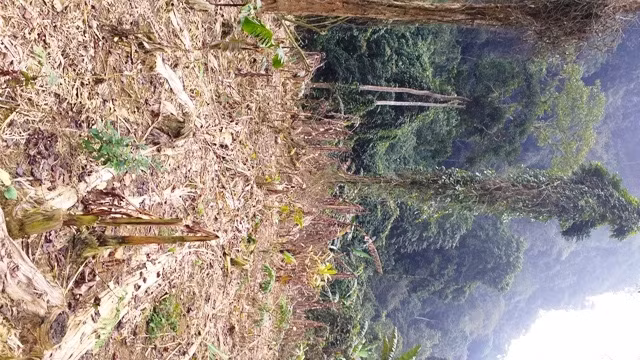 Bị phun thuộc diệt cỏ, nhiều loại cây trong rừng phòng hộ chết trơ trụi.