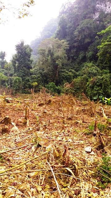 "Lâm tặc" dùng thuốc diệt cỏ phun chết nhiều loại cây ở rừng phòng hộ ở khu vực giáp ranh hai huyện Bá Thước và Ngọc Lặc (Thanh Hóa).