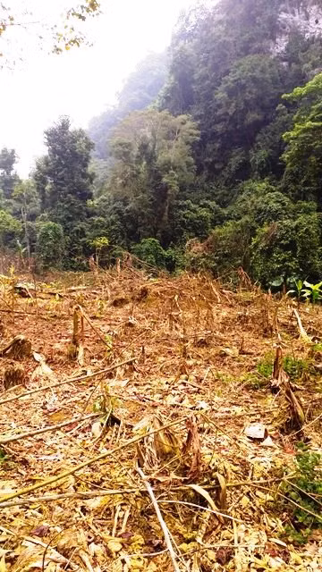 "Lâm tặc" dùng thuốc diệt cỏ phun chết nhiều loại cây ở rừng phòng hộ ở khu vực giáp ranh hai huyện Bá Thước và Ngọc Lặc (Thanh Hóa).