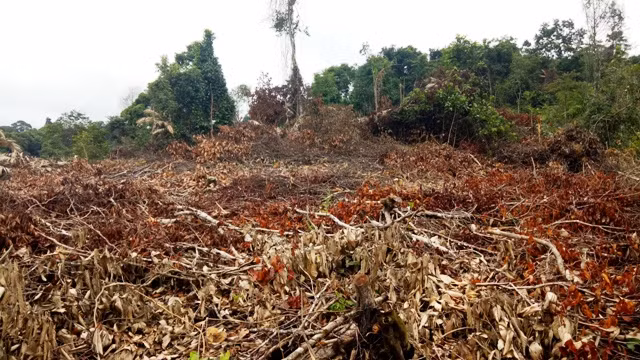 Rừng ở xã Điền Hạ, huyện Bá Thước bị chặt hạ trái pháp luật.