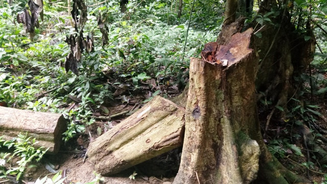 Những gốc cây gỗ lớn ở khu vực rừng Thung Chấn, xã Điền Thượng (Bá Thước) bị đốn hạ.