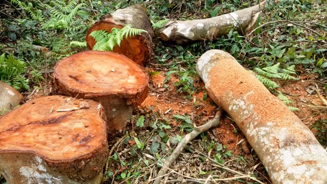 Gỗ rừng ở huyện Bá Thước (Thanh Hóa) bị đốn hạ trái phép.