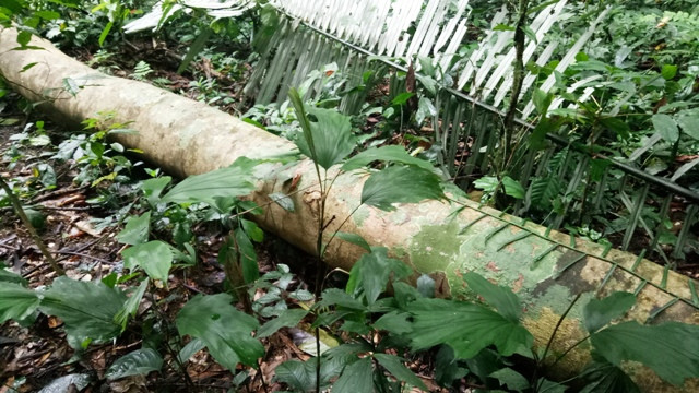 Gỗ bị "lâm tặc" chặt hạ chưa kịp đưa ra khỏi rừng