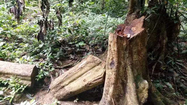 Những gốc cây gỗ lớn ở khu vực rừng Thung Chấn, xã Điền Thượng (Bá Thước) bị đốn hạ.