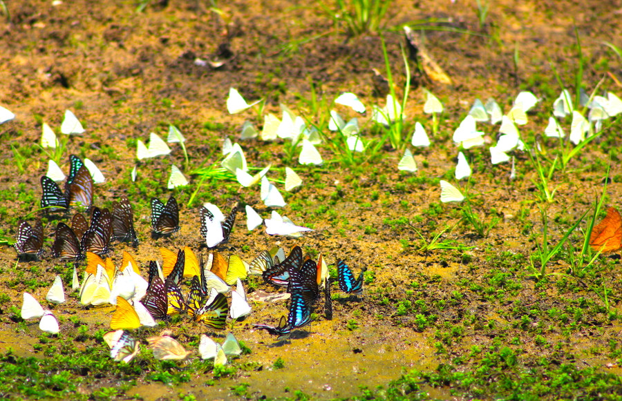 Trong không gian cây cối xanh tươi, mát mẻ, vừa hít căng bầu không khí trong lành, vừa ngắm nhìn đàn bướm màu sắc hiền hòa, tung bay trong nắng, bạn sẽ nhận ra sự hòa hợp tuyệt vời giữa con người với thiên nhiên.