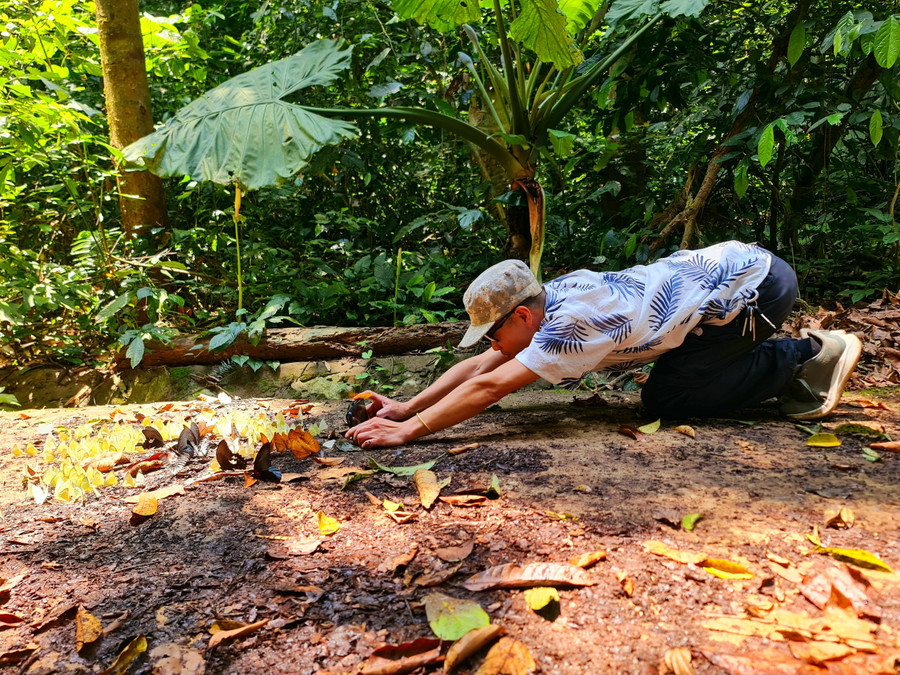 Để dẫn dụ được bướm đến gần, bí quyết là du khách hãy cầm theo một ít đồ ngọt, bánh mì, càng có mùi thơm, bạn càng thu hút bướm đến nhiều hơn. Ngoài ra, bạn nên di chuyển thật nhẹ nhàng để khi đến gần sẽ không đánh động đàn bướm.