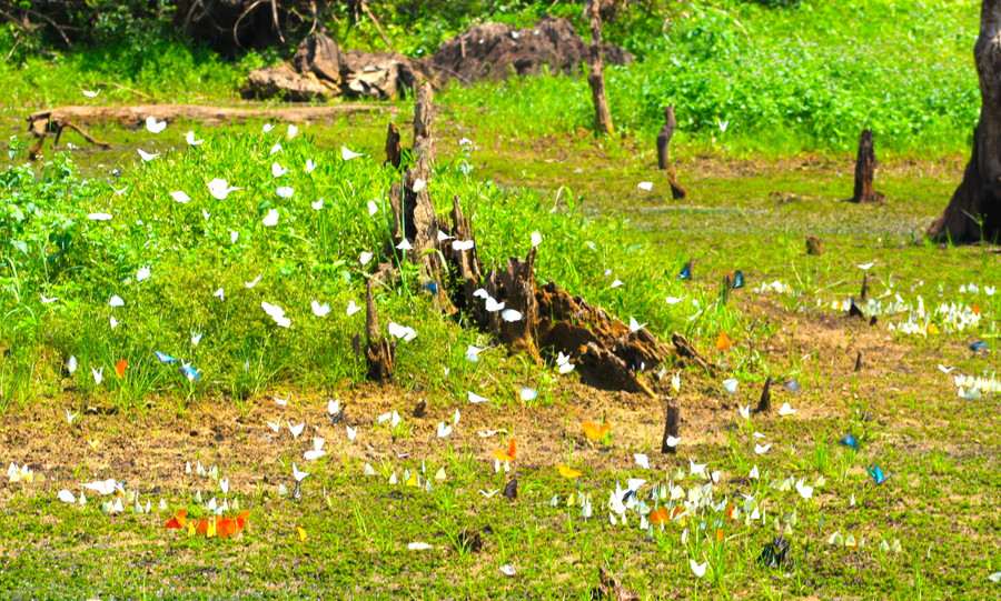 Từ khoảng cuối tháng 4 đến tháng 6, những ngày sau mưa, lúc trời hửng nắng là lúc bướm xuất hiện nhiều nhất. Trong ánh nắng lấp lánh, từng đàn bướm xuất hiện đủ sắc màu trắng, đen, vàng, lam… nhởn nhơ bay lượn khiến cả khu rừng trở nên lung linh, huyền ảo đến bất ngờ.