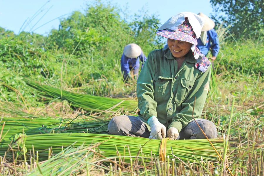 Phụ nữ ở xã Hoằng Xuyên (Hoằng Hóa, Thanh Hóa) cắt cói.