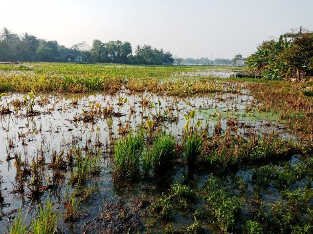 Nhiều diện tích ruộng của người dân bị dầu tràn ra. Nhiều diện tích ruộng của người dân bị dầu tràn ra.