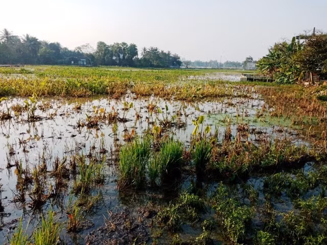 Nhiều diện tích ruộng của người dân bị dầu tràn ra. Nhiều diện tích ruộng của người dân bị dầu tràn ra.