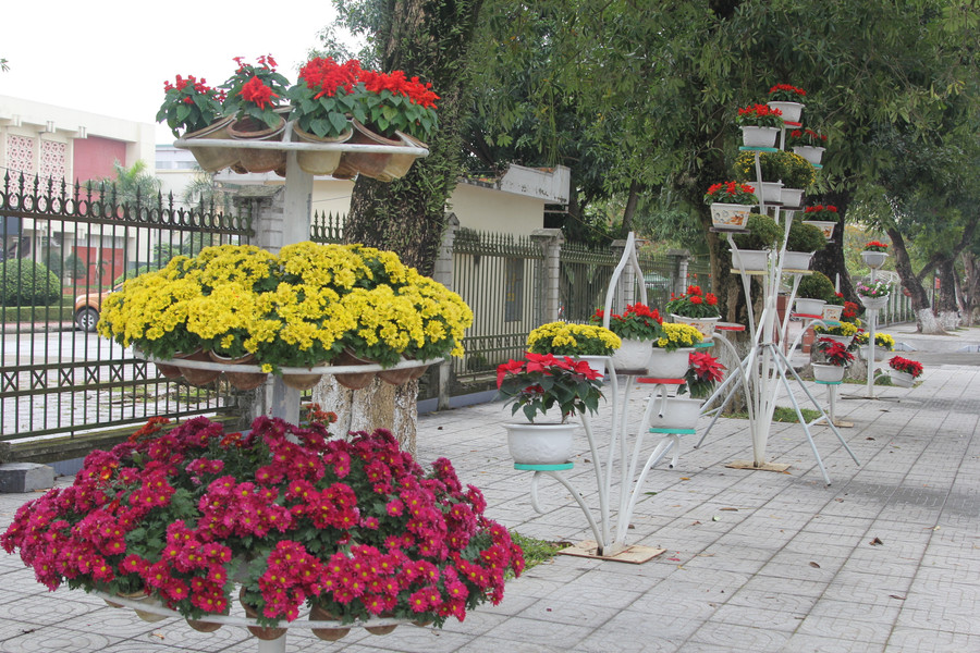 Mấy ngày qua, nhiều giỏ hoa trang trí trên đường phố bị mất trộm.