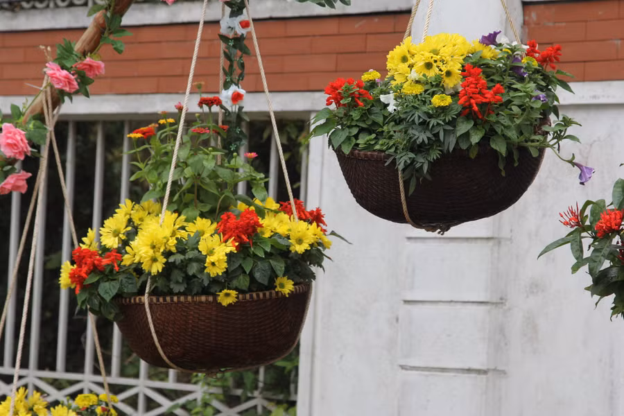 Giỏ hoa được trang trí tạo cảnh quan đẹp cho các tuyến phố TP Vinh.