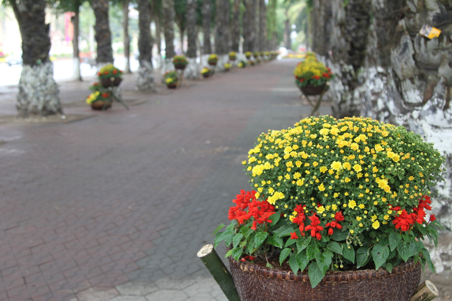 Kinh phí cho các tuyến đường hoa ngày tết là 2,5 tỷ đồng.