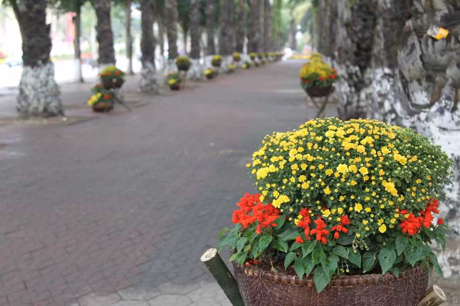 Kinh phí cho các tuyến đường hoa ngày tết là 2,5 tỷ đồng.