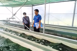 Nuôi trồng, chăm sóc tảo xoắn tại HTX Nông nghiệp công nghệ cao Vạn Tường. Ảnh: HTX cung cấp. 