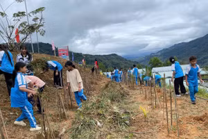 Học sinh Trường Phổ thông dân tộc bán trú Tiểu học & THCS Trà Nam làm đất, trồng cây dược liệu tại vườn trường.