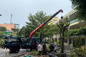Trường Tiểu học Lê Đình Chinh (phường Hòa Cường, TP Đà Nẵng) cắt tỉa cây xanh trước khi bão đổ bộ. 