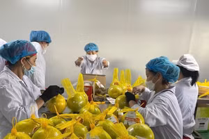 Bưởi Soi Hà của Tuyên Quang đảm bảo chất lượng để vào thị trường Châu Âu.