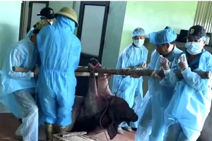 Tổ phản ứng nhanh của xã Thung Nai (tỉnh Phú Thọ) mang lợn bệnh đi tiêu hủy.