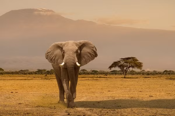 Voi ở Kenya.