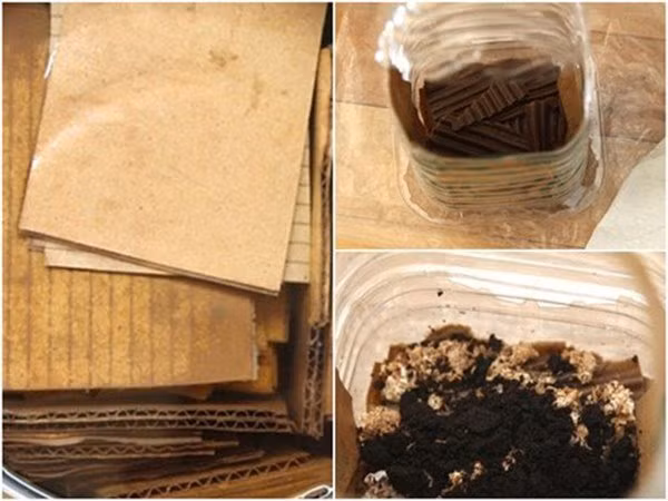 3 cach tu trong nam tai nha vua sach vua ngon, 10 ngay sau thu hoach ca ro - 3