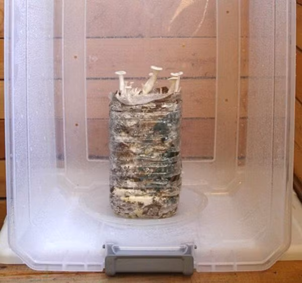 3 cach tu trong nam tai nha vua sach vua ngon, 10 ngay sau thu hoach ca ro - 6