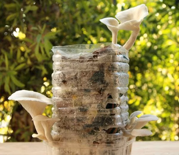 3 cach tu trong nam tai nha vua sach vua ngon, 10 ngay sau thu hoach ca ro - 7