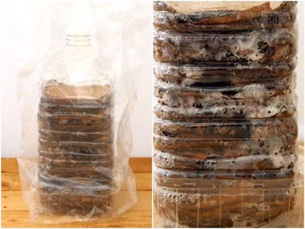 3 cach tu trong nam tai nha vua sach vua ngon, 10 ngay sau thu hoach ca ro - 4