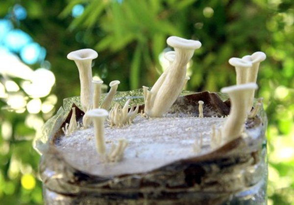 3 cach tu trong nam tai nha vua sach vua ngon, 10 ngay sau thu hoach ca ro - 5